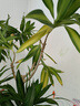美乐棵植物通用营养液磷酸二氢钾花肥肥料绿萝发财树植物营养液500ML 实拍图