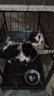 亿迪 冻干猫粮幼猫成猫全阶段布偶蓝猫布偶小包装5斤装 实拍图