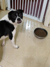 卫仕膳食中大型犬粮 狗干粮 中大型犬全价狗粮 牛肉蔓越莓 15kg*1袋 实拍图