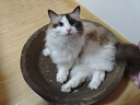 疯狂的主人 猫抓板窝超大号猫玩具猫爪板猫抓盆不掉屑猫窝碗形圆形瓦楞纸 实拍图
