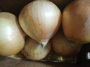 京喜加买菜新鲜黄洋葱水果蔬菜调料洋葱 【尝鲜】 500g 含箱 实拍图