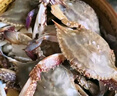 至鲜 梭子蟹2.6斤/6-8只整只当季液氮冷冻梭子蟹3-5两/只吕四黄海海鲜螃蟹新鲜 实拍图