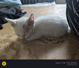 旺园兴中华田园猫猫幼崽花猫小白猫2-3月真猫白狸猫家小土猫超小家养猫 田园级 洁白小白猫【母】 晒单实拍图