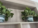 双盟绿萝盆栽除甲醛花卉绿植办公室新房净化空气180加仑4盆装源头直发 实拍图