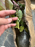 墨一灌木月季花苗特大花盆栽蔷薇四季开花 珊瑚果冻40cm 源头直发 实拍图
