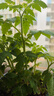 IAM City Farmer小番茄种子儿童种植盆栽学生植物观察杯发芽生长趣味diy植物10031 实拍图