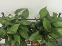 双盟绿萝盆栽除甲醛花卉绿植办公室新房净化空气180加仑4盆装源头直发 实拍图