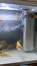 森森 小鲤鱼缸过滤器净水循环三合一内置水族箱过滤系统XQP-500F 6W 实拍图