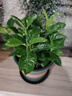 开时果 栀子花盆栽浓香型四季开花卉 阳台花卉好养绿植物源头直发包邮 加仑盆【90杯#栀子花】 实拍图
