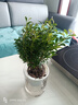 缤贤缤贤小叶赤楠老桩树苗盆栽绿植花卉室内客厅好养美观四季常青 小号赤楠（早安吸水盆） #28 实拍图