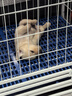 北鼻狗【升级全管加强 】狗笼中型犬大型犬狗笼子宠物狗狗笼子金毛用品 升级置物架加粗加密 白色 94*64*85CM 建议70斤内 实拍图