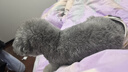 冇宠狗狗生理裤母狗女狗卫生裤防骚扰小型犬泰迪月经裤可以替换姨妈巾 黄色小鸡（单件） M号（建议7-13斤内宠物） 实拍图