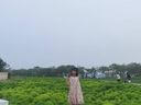 雅马哈（YAMAHA）高音C调竖笛8孔德式日耳曼式八孔学生儿童学校指定款英式巴洛克 德式八孔C调YRS-23 实拍图