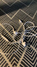 WITGOER【2025新款丨品牌直营】有线耳机lightning接口适用苹果13/14/12/11/iphone/promax平板ipad游戏 实拍图