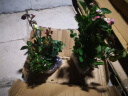 清韵伊人 月季花树苗当年开花蔷薇花苗爬藤花卉盆栽地载庭院月季 艾莎【不爬藤】 实拍图