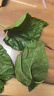 沃绣 新鲜桑叶 现摘大小蚕特嫩桑叶养蚕 蚕卵蚕宝宝食物饲料 桑苗盆栽 新鲜桑叶1斤/500克【经济实惠】 实拍图