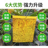 BATUREL粘虫板黄板双面诱虫板灭苍蝇贴纸果蝇诱捕神器灭蚊虫小飞虫10张 实拍图