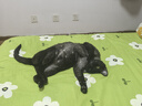 babycare皇室狮子王国弱酸纸尿裤新生儿NB68片(<5kg)婴儿尿不湿亲肤 实拍图