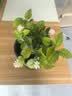 开时果 茉莉花苗盆栽浓香型花卉 室内四季开花阳台好养带花苞桌面绿植物 2盆#精品茉莉花5-10株【原生盆】 实拍图