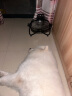 憨憨乐园狗狗磨牙棒幼犬耐咬狗骨头小中大型犬补钙泰迪洁齿宠物零食 大号 实拍图