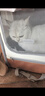 华元宠具（hoopet）猫包大容量宠物便捷外出便携透气双肩手提布偶狗背包幼犬外出包 实拍图