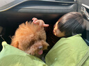 汪爸爸鲜肉无谷犬粮泰迪柯基比熊金毛小型犬中大型犬全价幼犬通用型狗粮 鲜肉幼犬粮1kg【单包装】 12月以下 实拍图