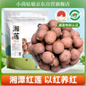 小茵姑娘一级精选 去芯红莲500g 湘潭特产红皮莲子四红汤五红粉原料 实拍图