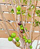 树葡萄苗果树嘉宝果苗正宗沙巴加宝果南北方四季庭院名贵种植盆栽 四季红妃50-60cm高/带叶带土发货 111cm(含)-140cm(含) 实拍图