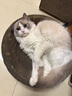疯狂的主人猫抓板窝碗形大号猫抓盆不掉屑猫窝宠物猫玩具瓦楞纸猫爪板 实拍图