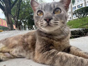 獒少保【带挂碗+垫板】宠物航空箱大号狗猫托运箱猫咪狗狗航空箱运输箱 二号 建议20斤以内 实拍图