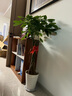 叹为观止大型独杆发财树庆典乔迁盆景绿植办公室盆栽客厅大型植物 辫子发财树1.2-1.4米 含盆 实拍图