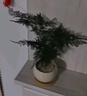 喜鹊说文竹盆栽室内办公室绿植客厅茶几桌面微景观趣味创意迷你植物摆件 文竹+陶瓷小汤圆盆+竹底托+铺面 实拍图
