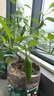 德沃多肥料蚯蚓粪营养土10L园艺绿植种菜花肥料绿植花土有机腐熟发酵种植土 实拍图