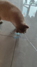【京东快递】仙女逗猫棒猫咪玩具带铃铛逗猫神器耐咬羽毛逗猫棒 丝带蓝色款1支 实拍图