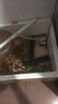森森 小鲤鱼缸水泵小型潜水泵过滤泵抽水泵XQP-500 6W 实拍图