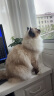 茨格曼猫梳子梳毛刷猫咪去浮毛猫毛清理器除毛器针梳狗狗梳子宠物用品 晒单实拍图