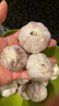山东金乡蒜大蒜出口标准精选大蒜头蔬菜调料单果5cm 出口标准网兜装箱 925g 5-5.5cm特大 实拍图