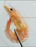 赶海弟 4XL特大九节虾干250g30-40只 即食烤虾大对虾仁干 休闲零食海鲜 实拍图
