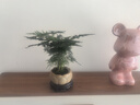 花翁文竹盆栽绿植物室内客厅中式禅意盆景办公室摆件高端花卉源头直发 实拍图