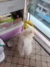 自然光环Halo【小犬鲜肉】进口狗粮小型犬泰迪柯基比熊专用法斗雪纳瑞博美 小犬鸡味10磅/4.5kg-效期26.03起 下单抽奖·满赠好礼~详情请入会 实拍图