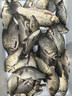美人鱼（Mermaid） 钓鱼线原丝竞技钓线柔软不打卷台钓线50米强拉力台钓线 透明子线1.2550米 实拍图