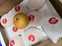 京鲜生 长城秋月梨 正宗莱阳 净重5斤5粒 单果400g+ 生鲜水果礼盒 实拍图