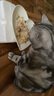 皇家搭档三文鱼猫罐头猫零食成猫幼猫罐头宠物零食85g*24罐 实拍图