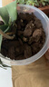 史丹利（STANLEY）兰花专用土君子兰蝴蝶兰营养土松树皮泥炭种植盆栽养花土壤10L 实拍图