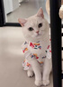 阿莫尔猫咪衣服夏季薄款网纱飞袖裙可牵引金渐层布偶幼猫宠物狗狗防掉毛 蘑菇飞袖裙 L(建议8-10斤具体参考胸围背长) 实拍图