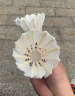 羽毛球正品白羽耐打白色比赛防风训练用球室内室外专业 【专业款】耐打无标-12只装 1筒 实拍图