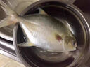 亚又婧金鲳鱼3斤3条新鲜冷冻平鱼大鲳鱼金昌鱼海鱼海鲜水产海鲜冷冻顺丰 500-600g/条 3条 实拍图