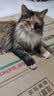 木瑾瑜猫砂除臭10斤装50斤10kg膨润土大颗粒低尘活性炭砂猫沙用品 买1送1柠檬香砂 共20斤  除臭 实拍图