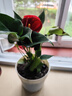 红掌盆栽白粉掌一帆风顺带花特大号花卉室内客厅面水培植物好养 土培加仑盆-红掌约30cm 带盆栽好 实拍图