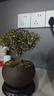 八芽 小叶赤楠盆景摆件室内绿植花卉盆栽老桩客厅办公室桌面好养植物 （【热销款】舍得紫砂盆赤楠+苔藓+底座） 实拍图